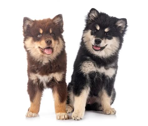 finnish lapphund weight